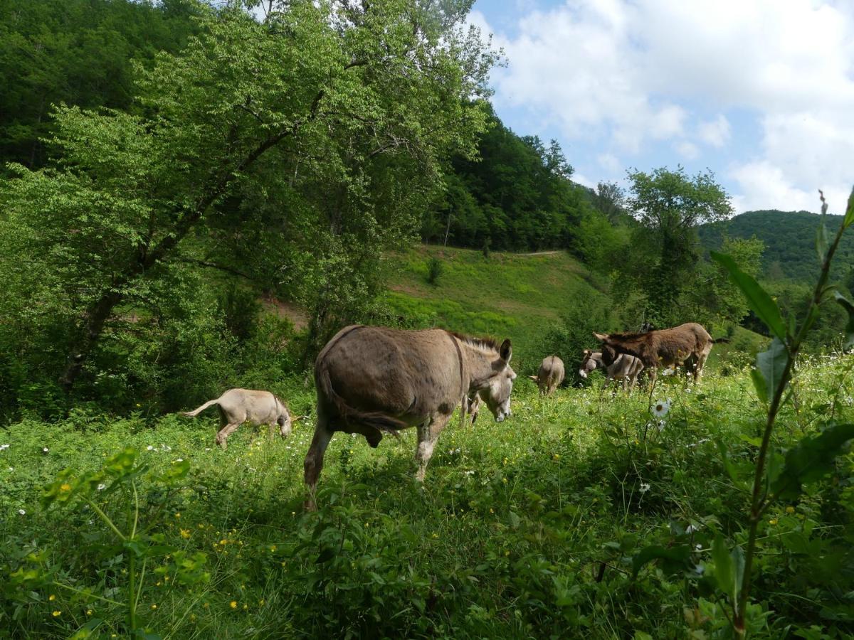 Source Nature Le Mas-d'Azil Exterior photo